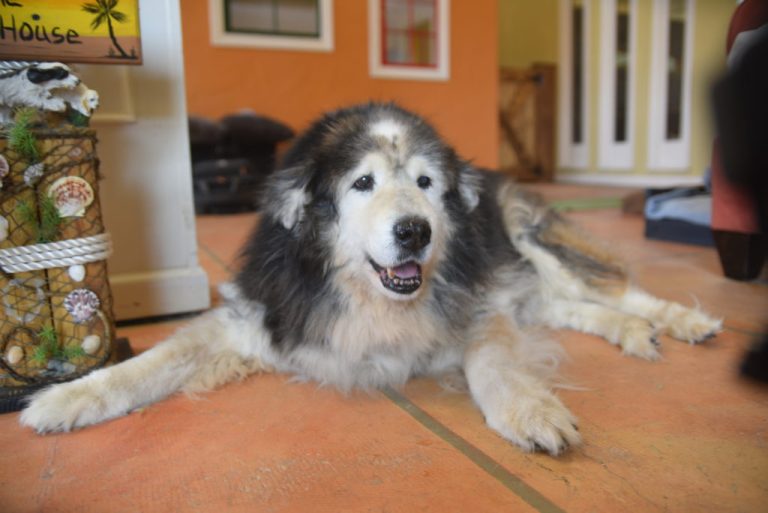 We Just Melted… ‘Seniors, A Dogumentary’ About Senior Dogs Comes To DVD This September
