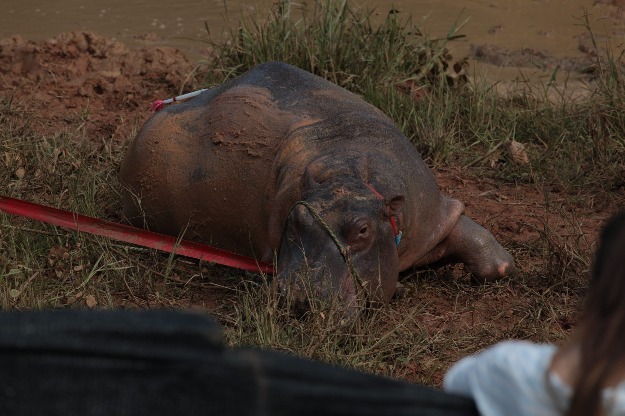 Hippo in the boma_corral with a tranqulizer dart 2
