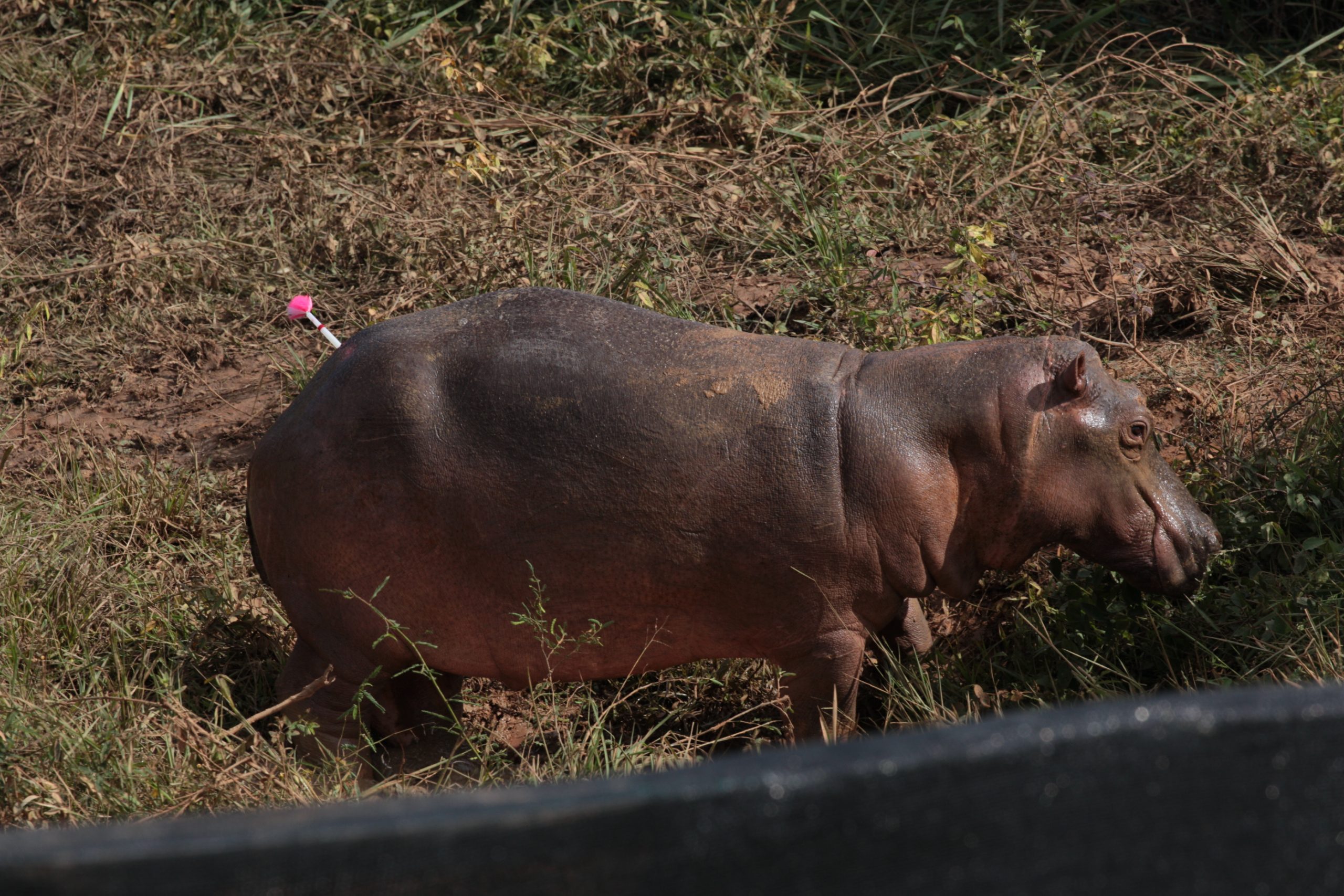 Hippo in the boma_corral with a tranqulizer dart