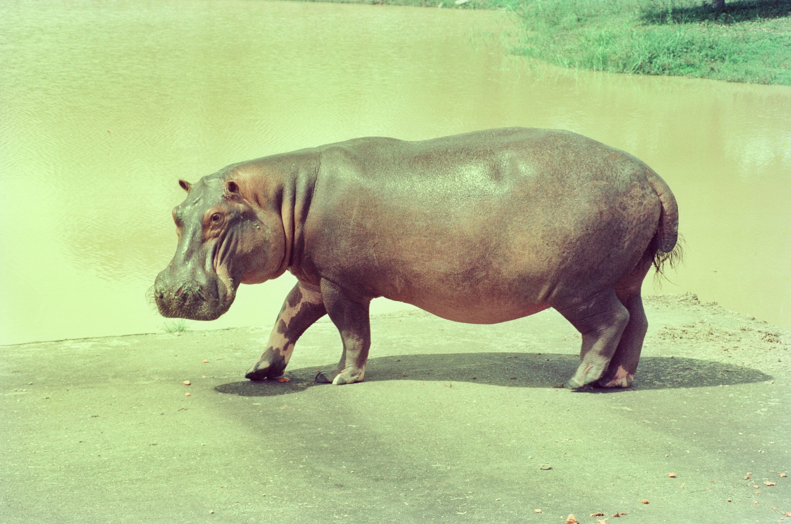Shot of hippo at Hacienda Napoles taken by Escobar's private photographer