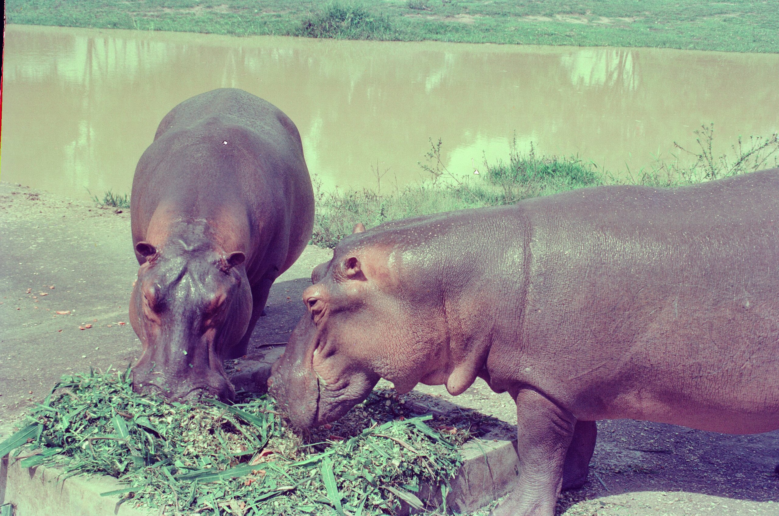 Shot of two hippos at Hacienda Napoles taken by Escobar's private photographer