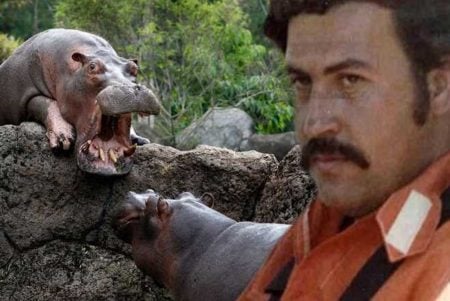 ‘The Hunt for Escobar’s Hippos’ Provides a Unique Display of The Drug Lord’s Exotic Wildlife Legacy