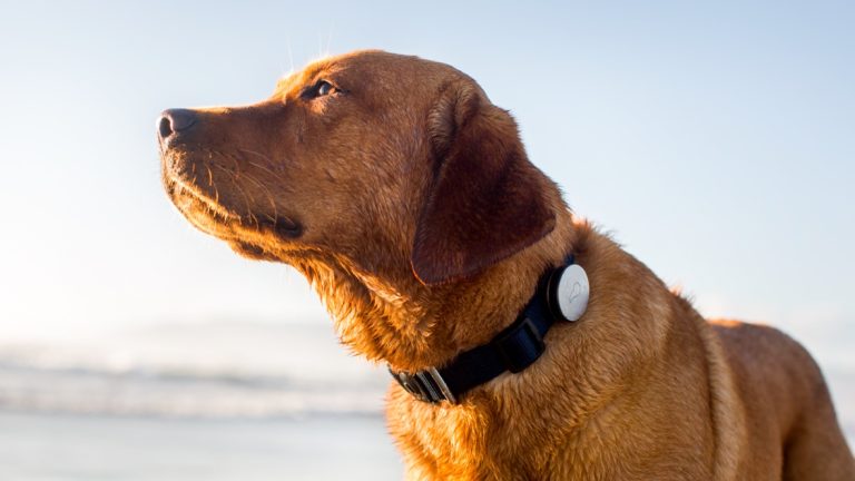 GPS Chips For Dogs