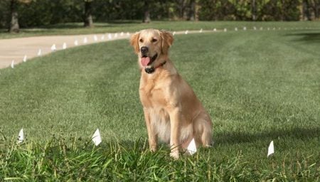 How Do Wireless Pet Fences Work
