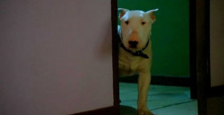 ‘Baxter’ Blu-Ray Review – Nihilistic Pup Racks Up A Body Count In Darkly Comedic Drama