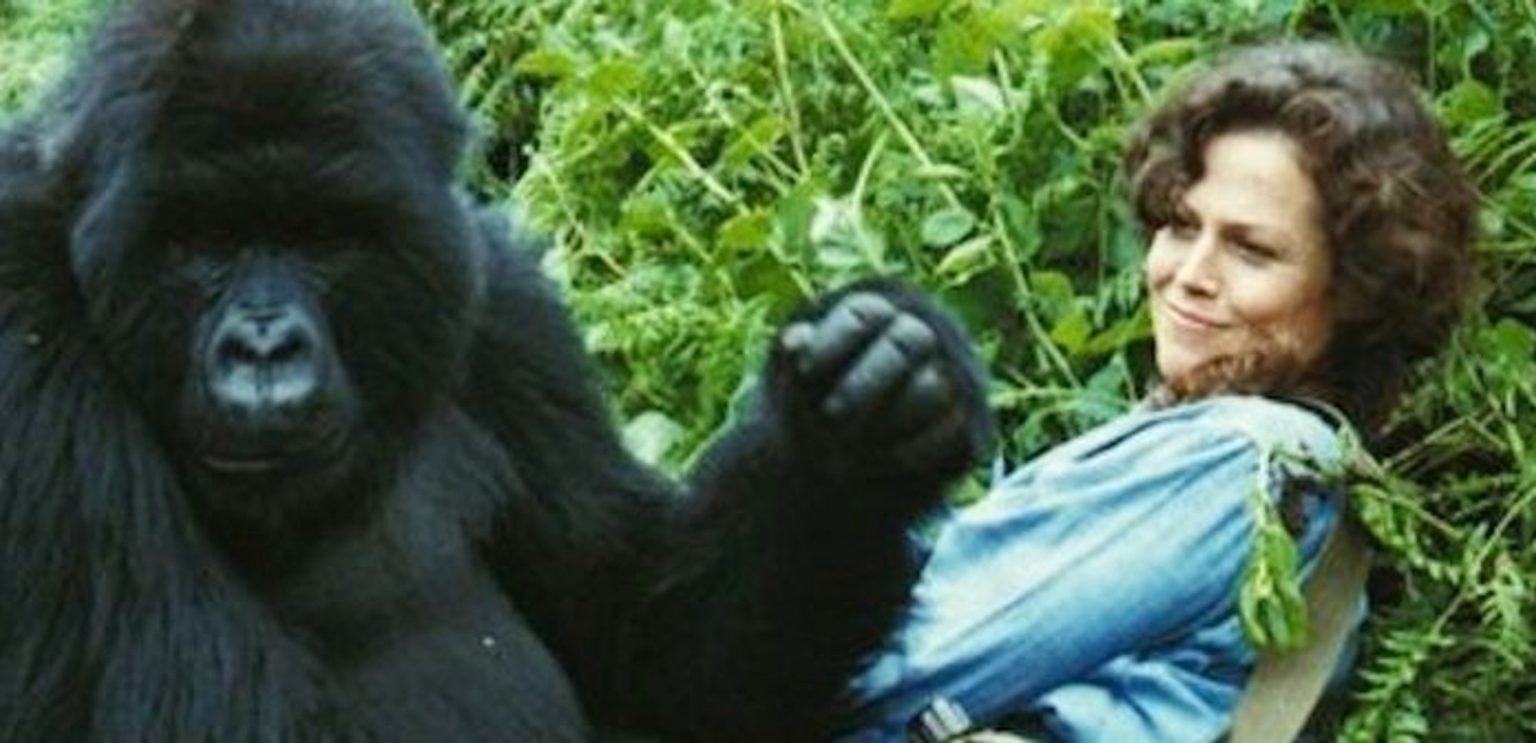 ‘Gorillas In The Mist’ Blu-Ray Review – A Powerful Story Of Mankind’s Relationship With Nature