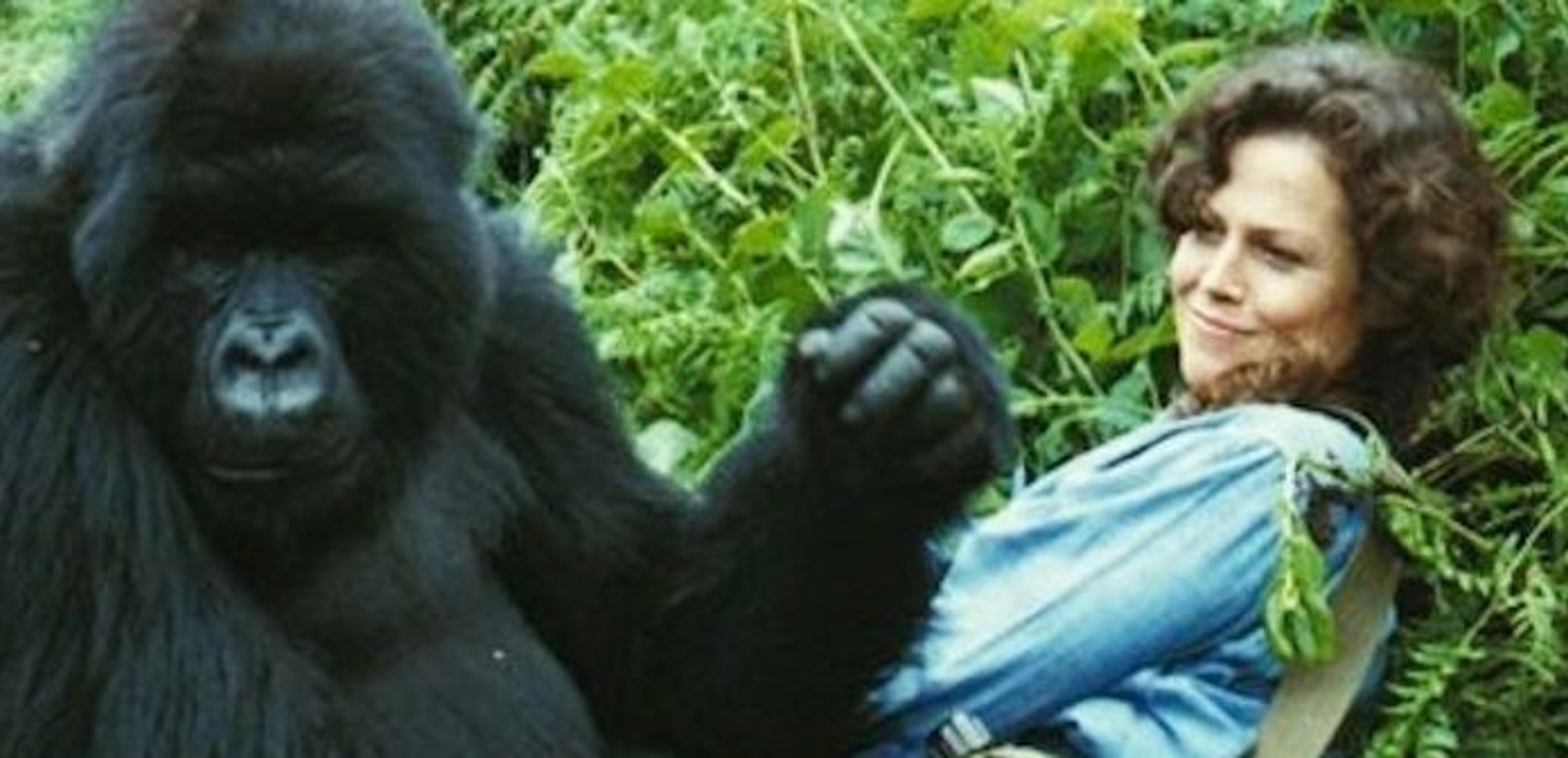 Gorillas In The Mist' Blu-Ray Review - A Powerful Story Of