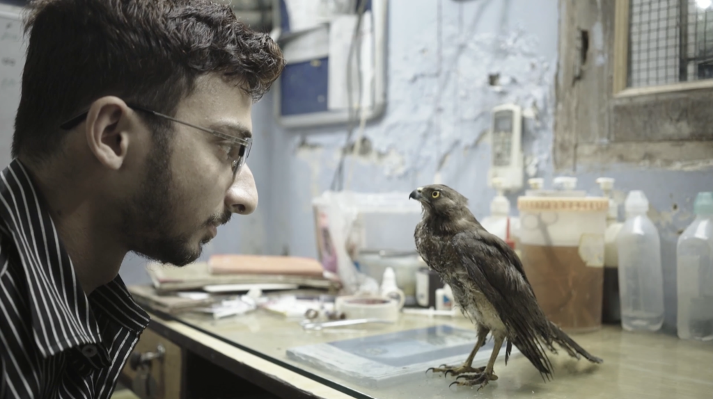 ‘All That Breathes’ Sundance 2022 Review – The Natural and Unnatural Worlds Collide