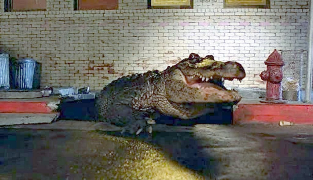 ‘Alligator’ 4K UHD Blu-Ray Collector’s Edition Review – Incredibly Fun Giant Creature Feature Gets The 5-Star Treatment
