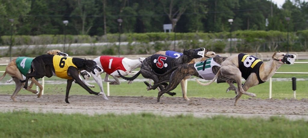 Big Greyhound Races To Look Forward To In March