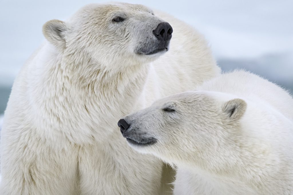 ‘Polar Bear’ Review – Cold Fur Meets a Dangerously Warm Reality