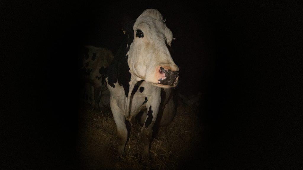 ‘Cow’ Blu-Ray Review – An Intimate And Transfixing Portrait Of Life From Another Perspective