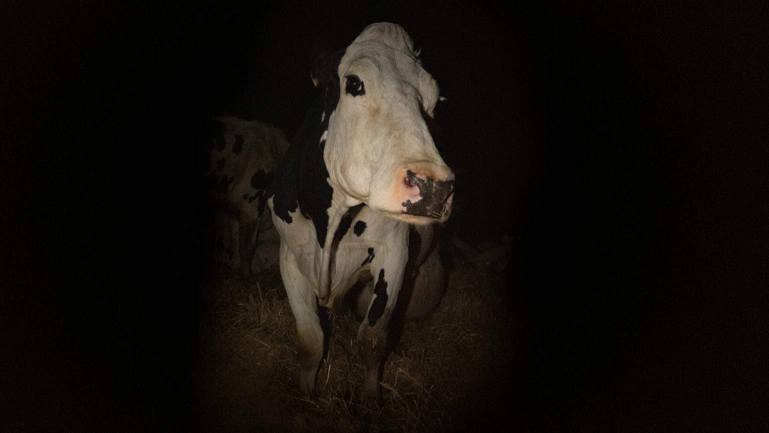 ‘Cow’ Blu-Ray Review – An Intimate And Transfixing Portrait Of Life From Another Perspective