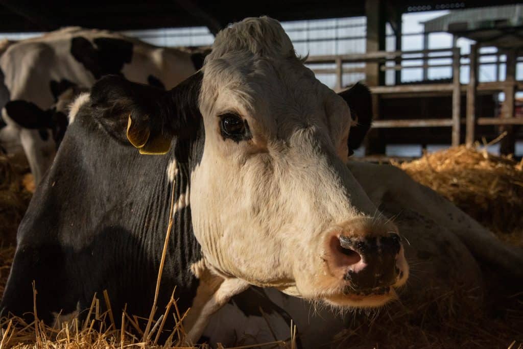 ‘COW’ Review – You’ll Never Look At Our Bovine Brethren The Same Way Again