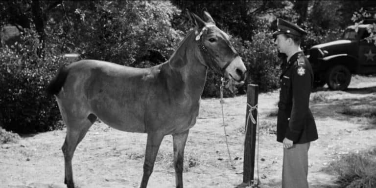 Francis The Talking Mule 7-Film Collection Blu-Ray Review – Amiable Series Offers Big Laughs From Simple Premise