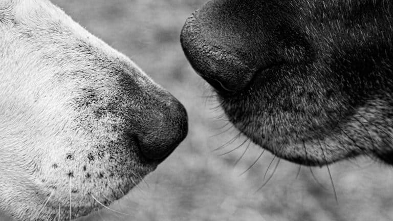 ‘Old Friends, A Dogumentary’ Blu-Ray Review – Senior Dog Doc Will Turn You Into An Emotional Puddle