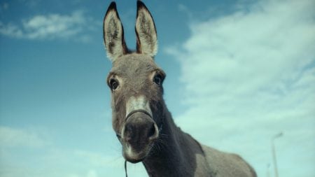 ‘EO’ Review – One Donkey’s Journey is a Kaleidoscopic Portrait of Humanity