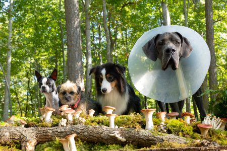 ‘Strays’ Blu-Ray Review – Outrageous Animal Comedy Hits Expected Notes