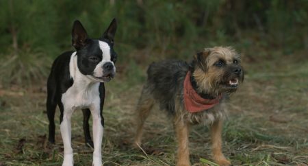 ‘Strays’ Review – Rabidly Raunchy And Ferociously Funny