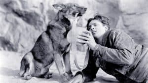 ‘Clash Of The Wolves’/ ‘Where The North Begins’ Blu-Ray Review – Two Daring Adventures From Rin Tin Tin