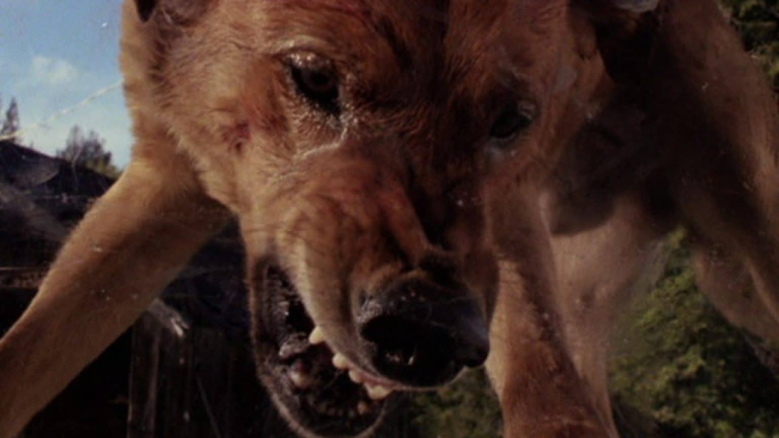 Killer Dog Thriller ‘The Pack’ Heads To Blu-Ray This September From Scream Factory