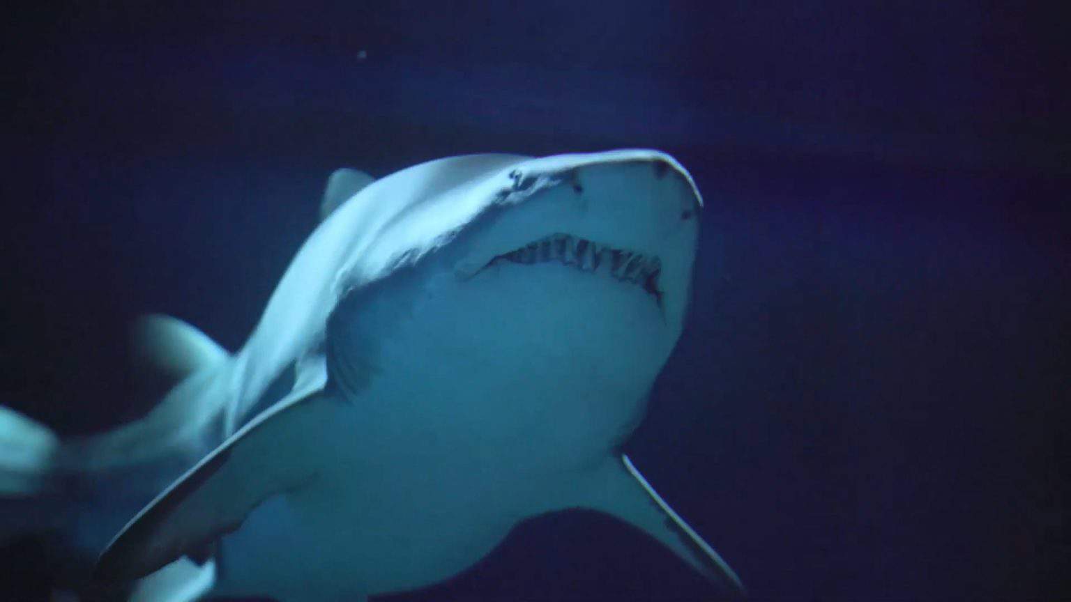 ‘Sharksploitation’ Blu-Ray Review – Horror Documentary Dives Deep Into Creature Features