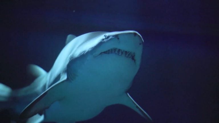 ‘Sharksploitation’ Blu-Ray Review – Horror Documentary Dives Deep Into Creature Features