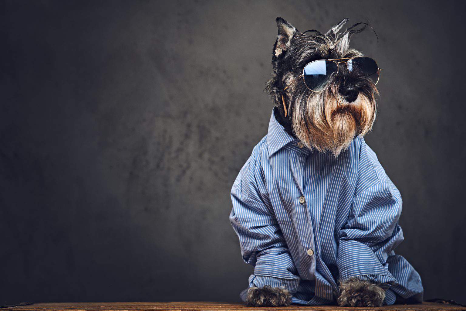 Pawsitively Stylish: Exploring The Latest Trends In Luxury Dog Apparel