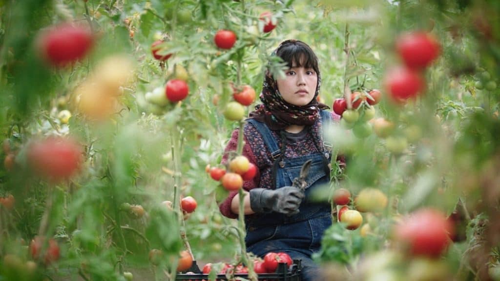 A woman in overalls picking tomatoes in a field.