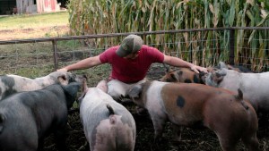 Man in a red shirt and cap sitting and petting multiple pigs in a pen with a cornfield in the background.