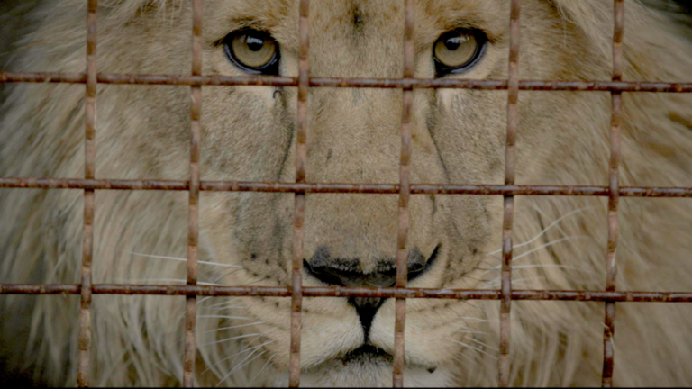 A close-up of a lion's face seen through a rusty metal cage.