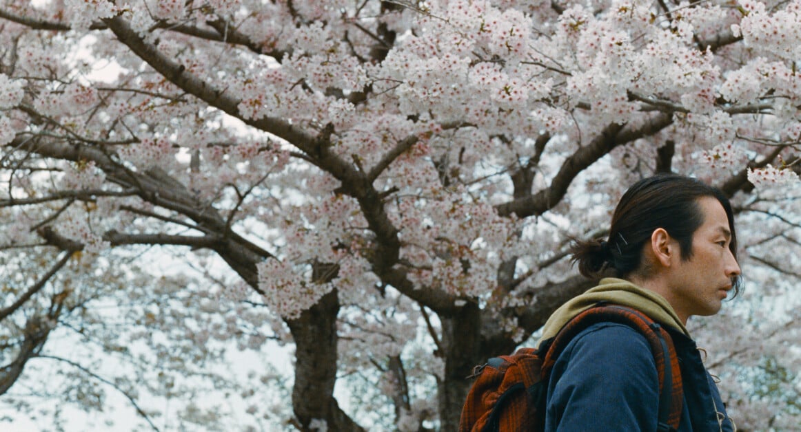 A person with a backpack stands under blooming cherry blossom trees.