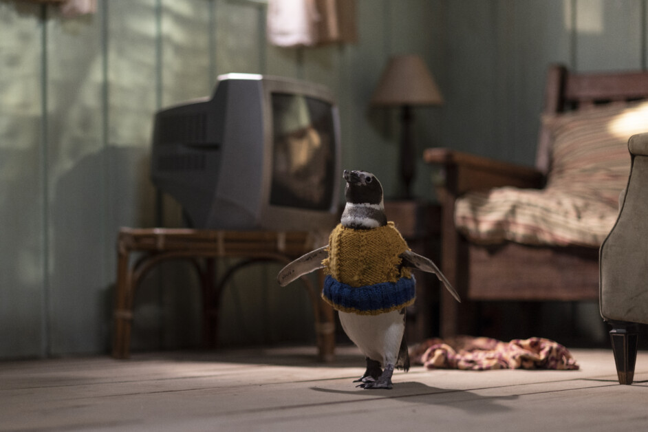 A penguin wearing a yellow and blue wool sweater stands on the floor of a room with a vintage television, a bed, a wooden chair, and a lamp.