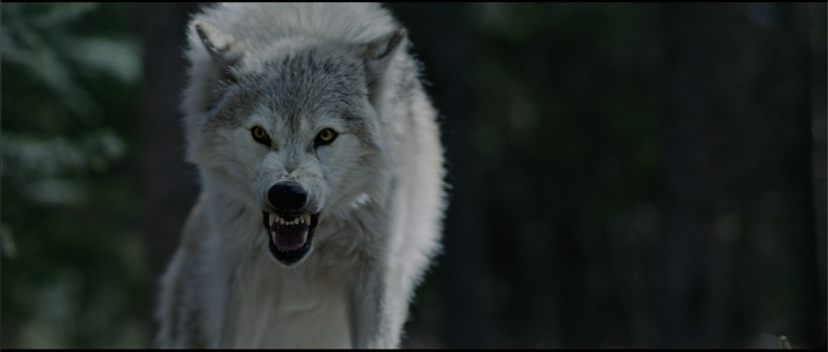 A grey wolf with bared teeth and a fierce expression stands against a dark, blurred forest background.