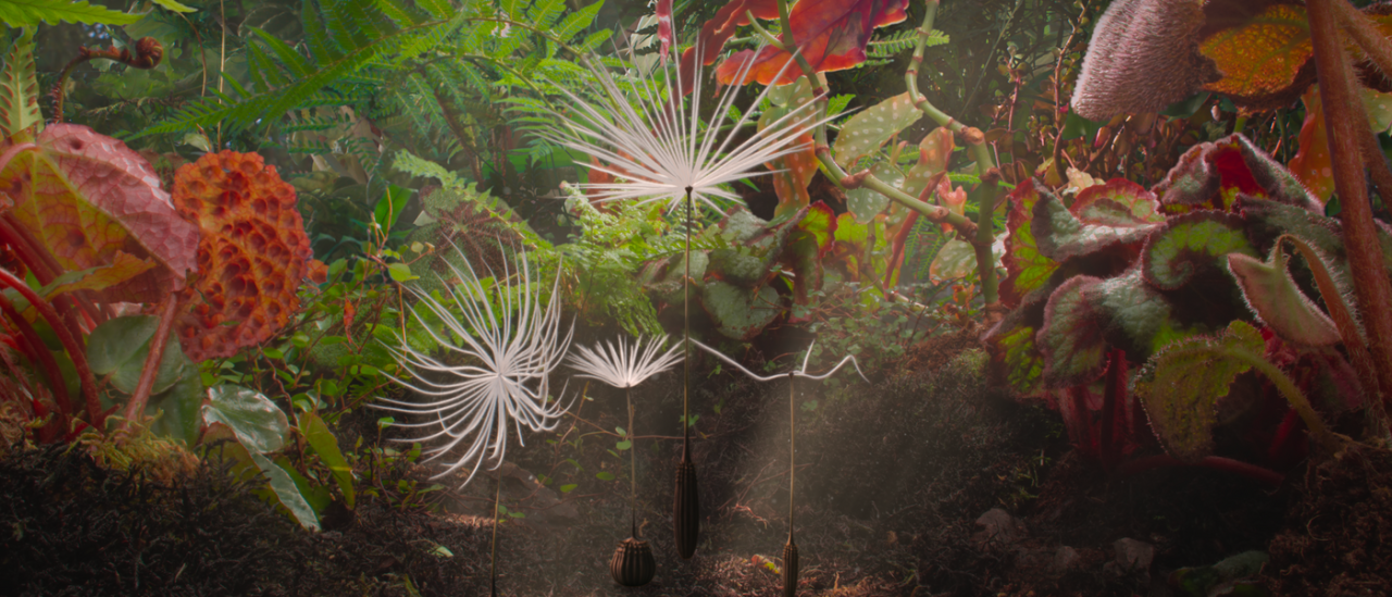 Close-up of various colorful plants and large seed pods with white feathery structures floating above forest floor.
