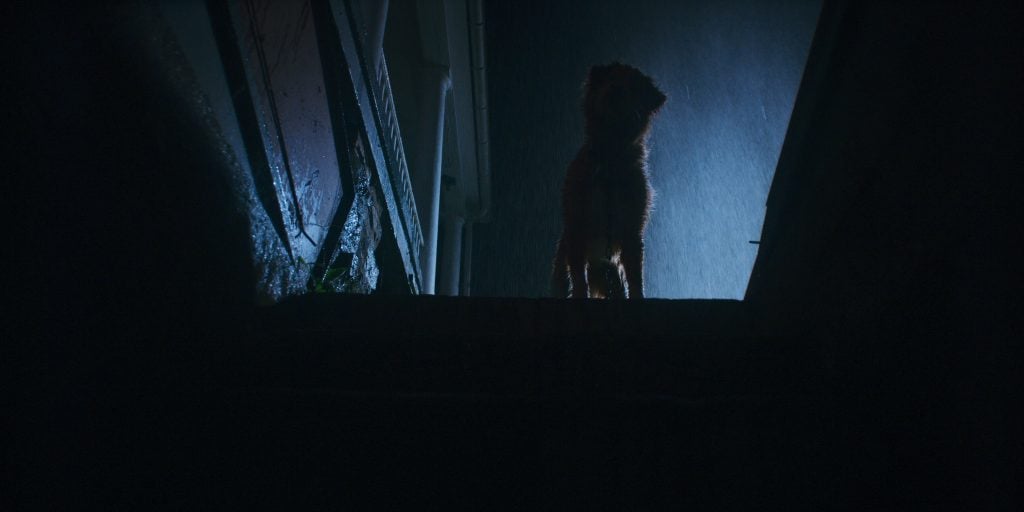 A dog stands at the top of outdoor stairs at night, backlit by a blue light, with rain falling around.