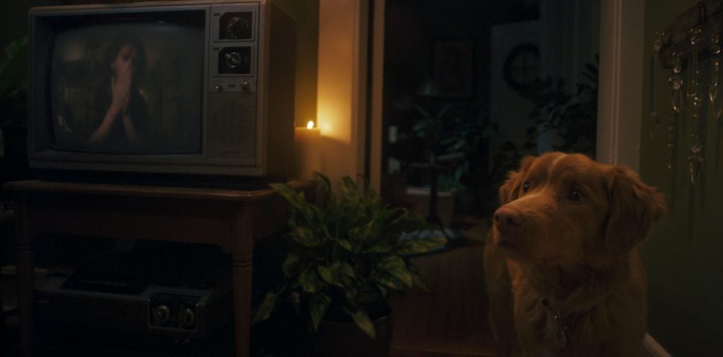 A dog stands in a dimly lit room beside a table with a vintage TV displaying a black-and-white image; a houseplant sits on the table.