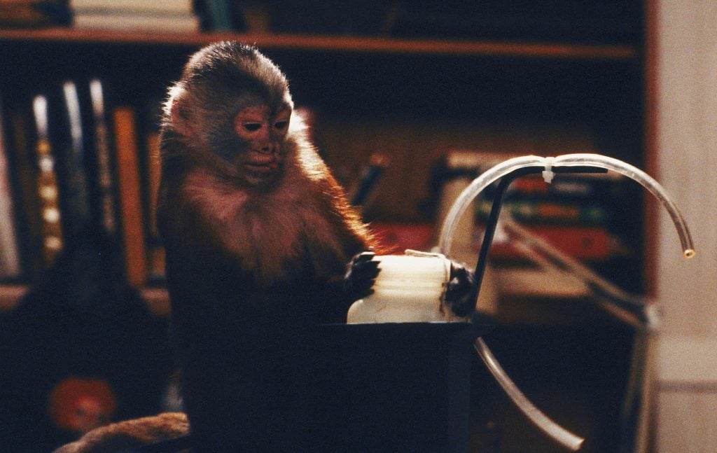 A monkey sits in front of a device with clear tubes attached, with shelves of books in the background.