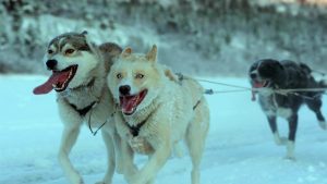 Magnolia Debuts Clip For Life-Affirming Doc ‘Folktales’ To Celebrate Home Entertainment Release (EXCLUSIVE) Three sled dogs run across a snowy landscape, harnessed together with tongues out. Snow covers their fur and trees are visible in the background.