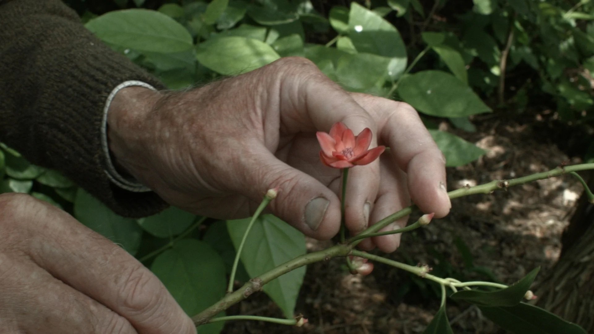 An elderly person's hands gently hold a thin branch with a small red flower against a background of green leaves.