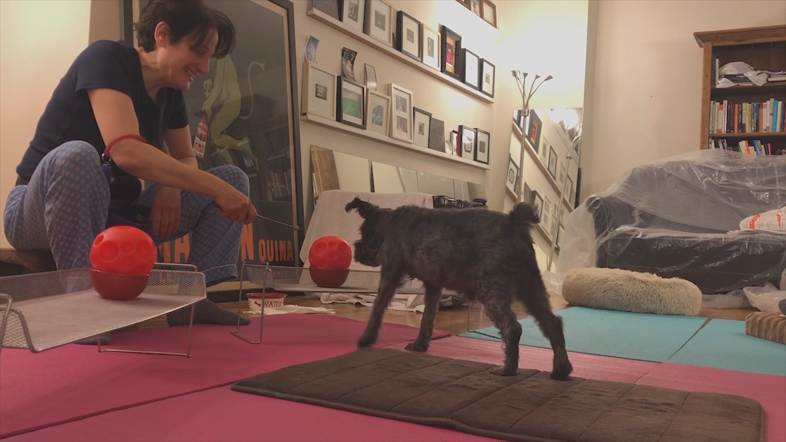 A woman on a pink mat uses a stick to guide a small black dog onto a brown mat in a room with framed pictures on the walls and various furnishings around.