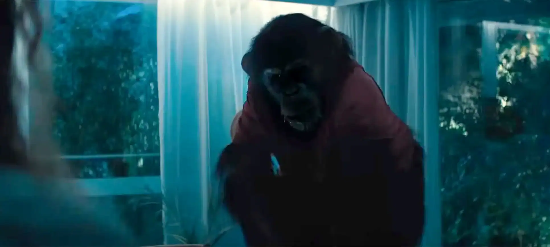 A chimpanzee wearing a red shirt stands indoors near a window with sheer curtains, illuminated by blue-toned light.