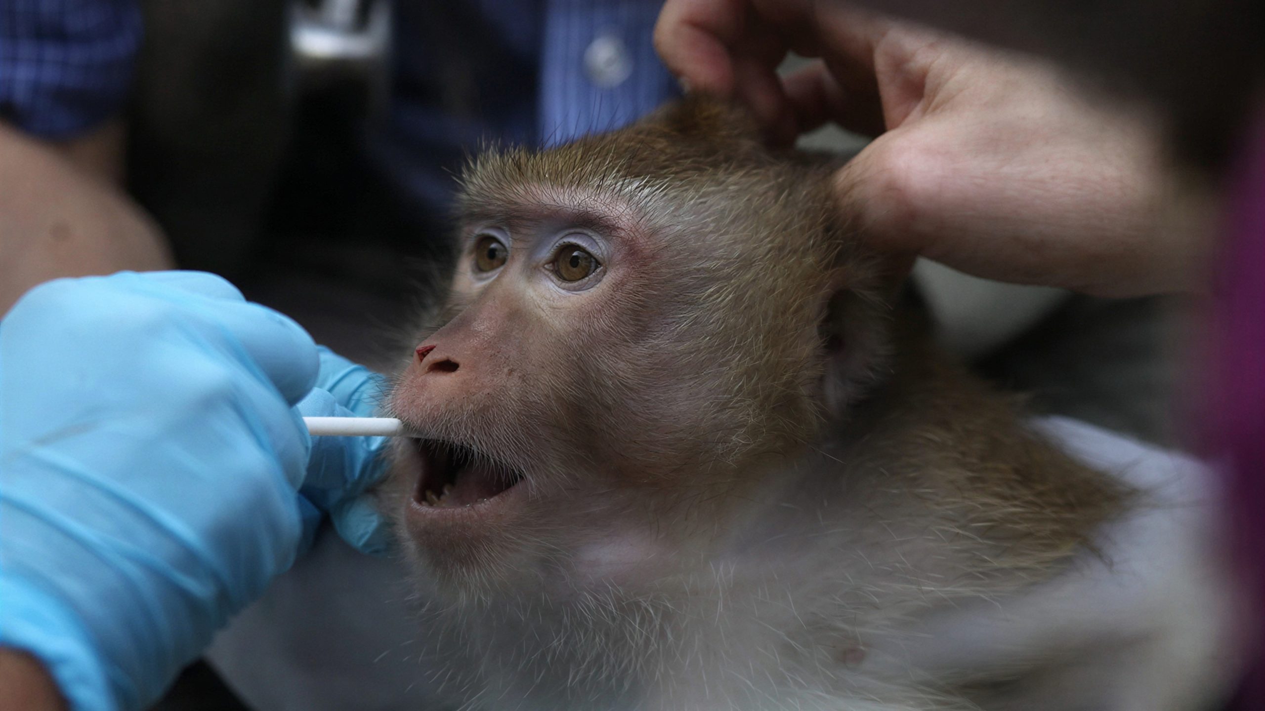 A person in blue gloves inserts a swab into the mouth of a monkey, while another person holds the monkey's head steady.