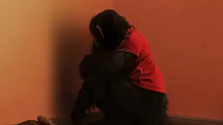 ‘Primate’ Review – This Rabid Monkey Delivers The Creature Feature Goods ‘Primate’ Review – This Rabid Monkey Delivers The Creature Feature Goods