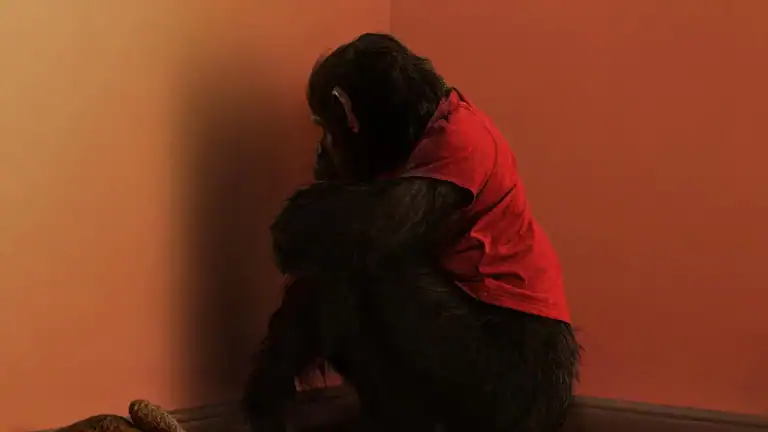 ‘Primate’ Review – This Rabid Monkey Delivers The Creature Feature Goods