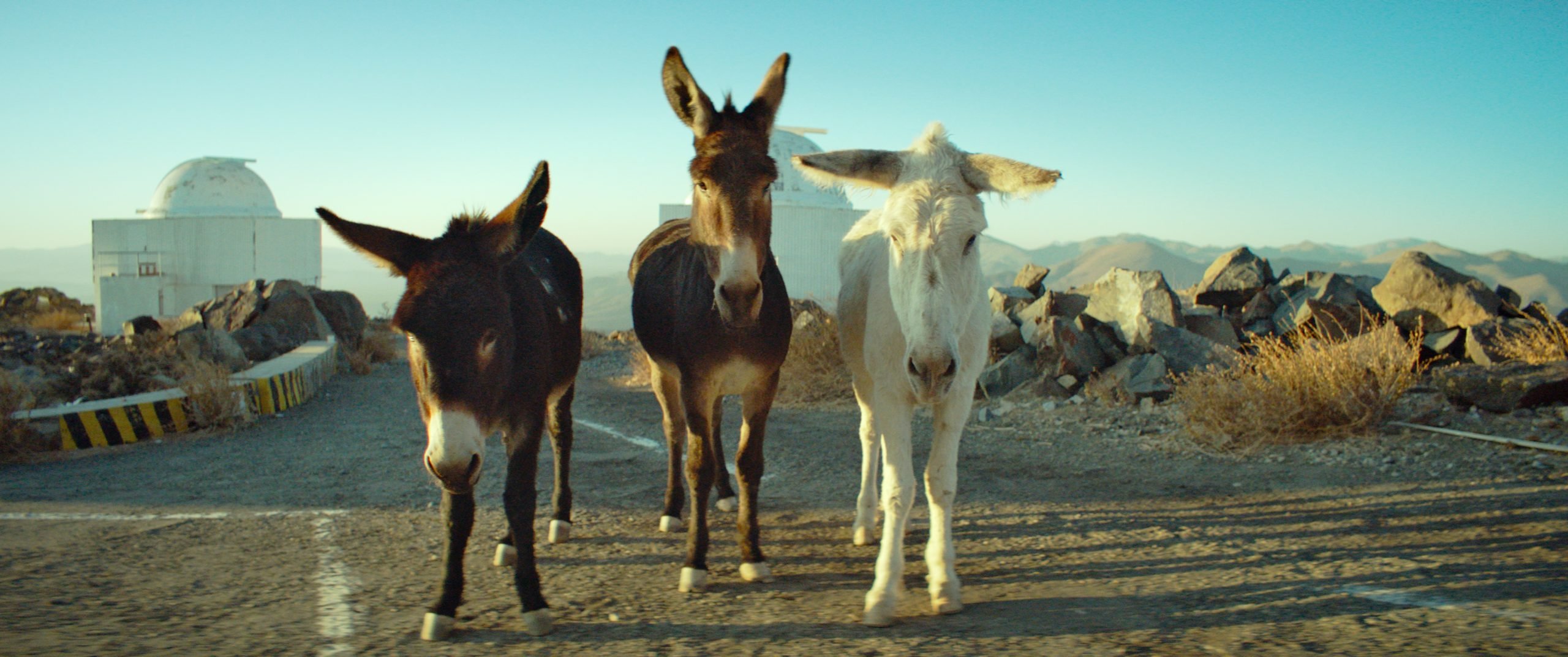Three donkeys stand side by side on a paved road with rocky terrain and observatory domes in the background under a clear sky.