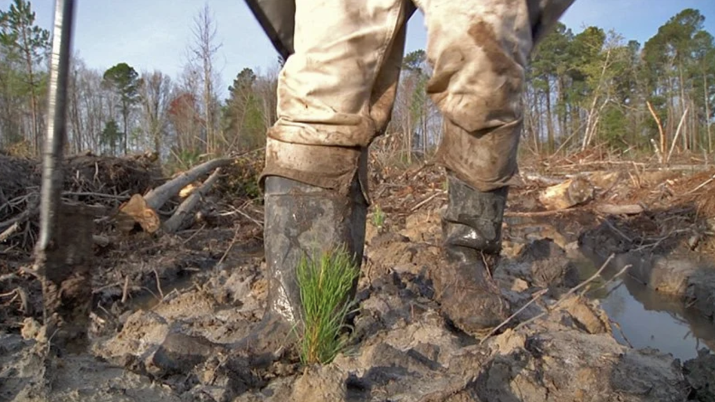 A person wearing muddy boots stands in a wet, deforested area with a small pine seedling planted in the foreground.