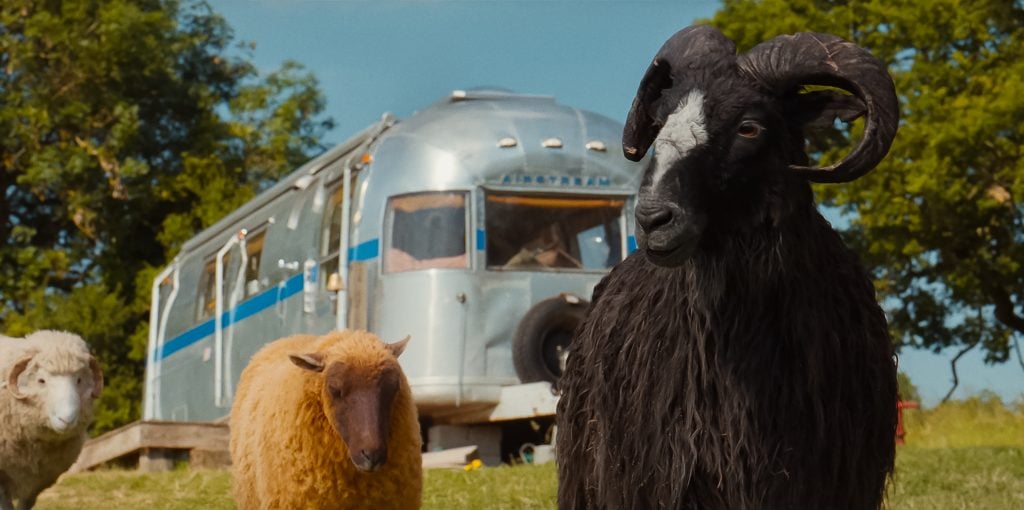 A black ram, a brown sheep, and a white sheep stand in front of a silver Airstream trailer parked on grass with trees in the background.