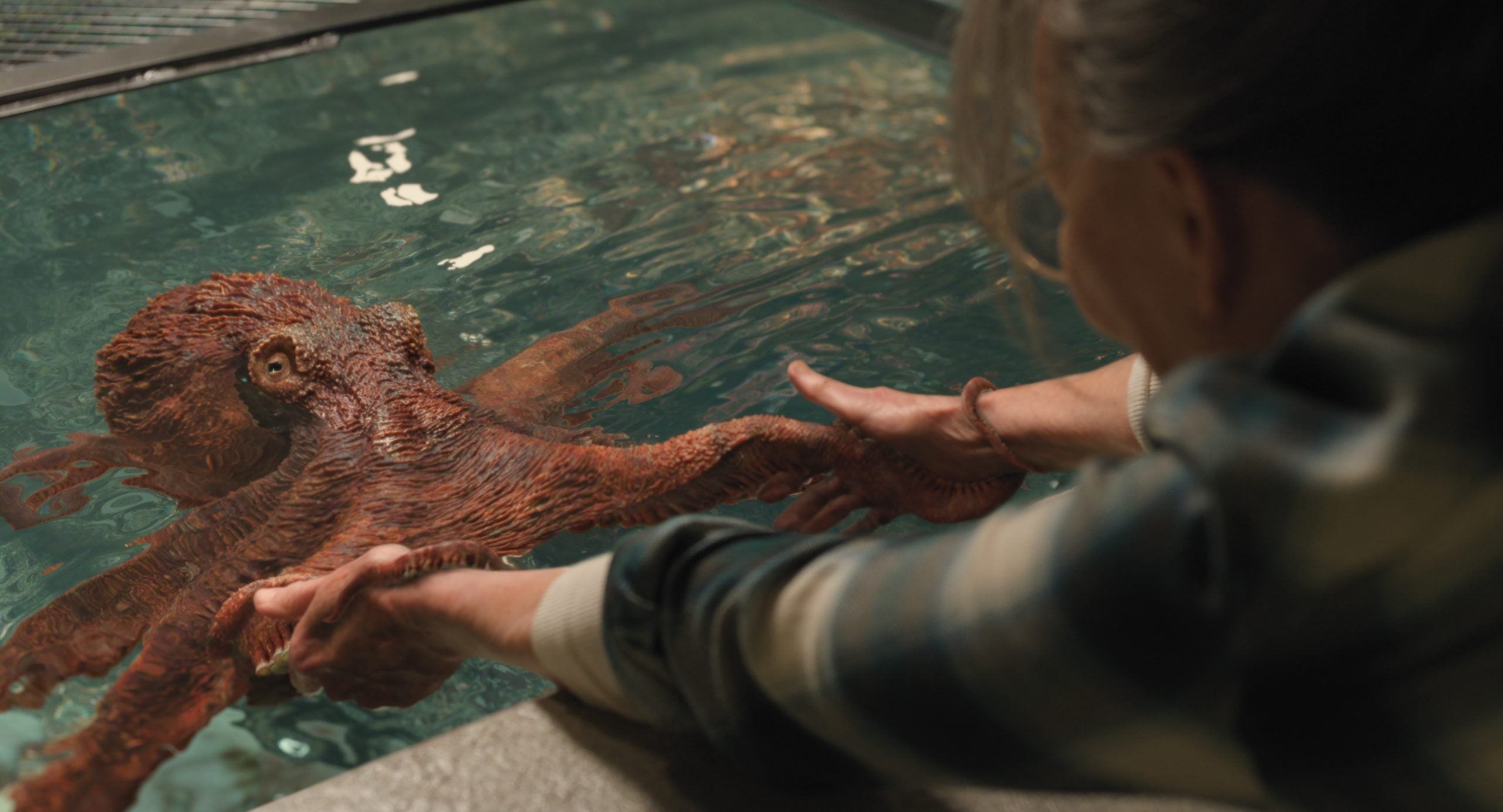 A person reaches into a tank and gently holds the arm of an octopus, which is partially out of the water.