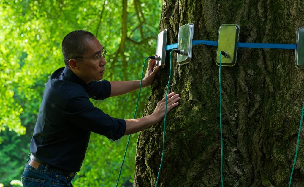 A person examines a large tree with several electronic sensors attached to its trunk by blue straps in a green, wooded area.